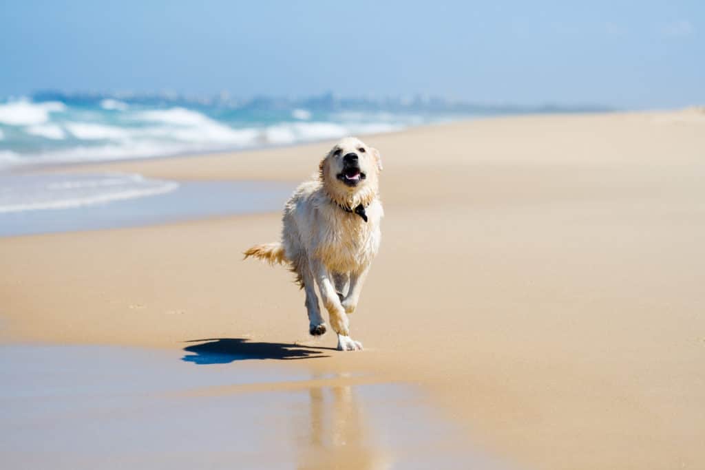 dog beach